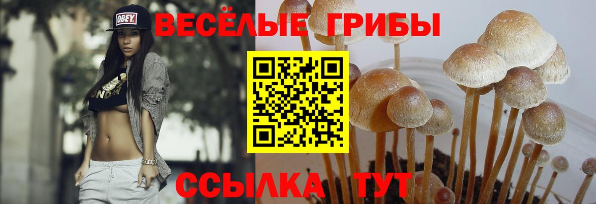 Псилоцибиновые грибы прущие грибы  Вход с VPN  Михайловск 